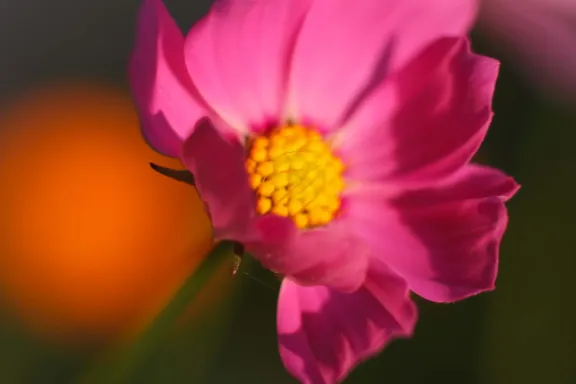 Beautiful bloom blooming